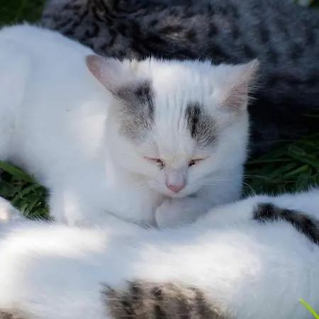 Bio-bauernhof Simonbauer ファームステイ