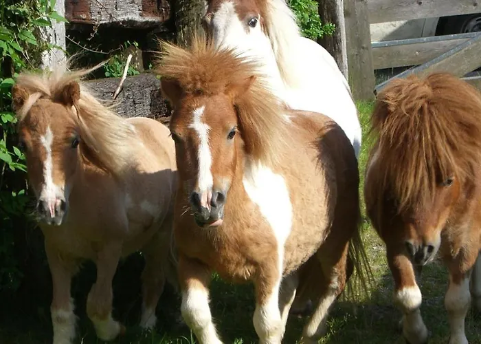 Feriegård Bio-bauernhof Simonbauer