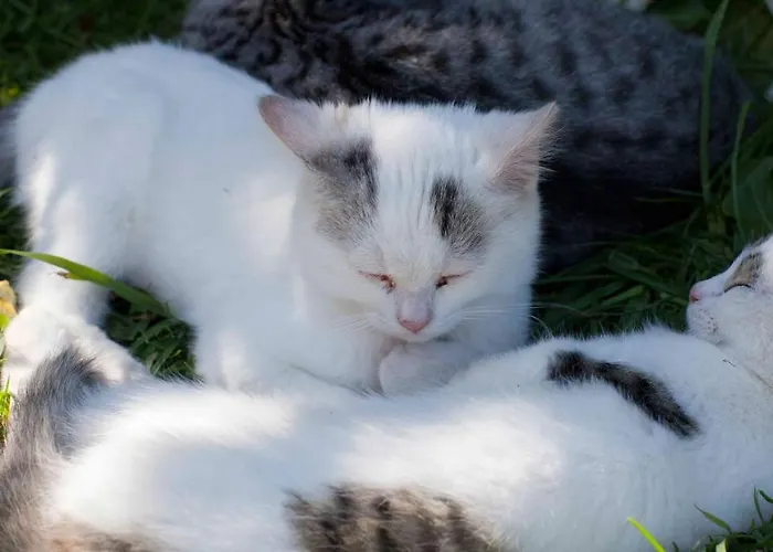 Bio-bauernhof Simonbauer Feriegård